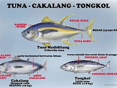 Ikan Tuna Dan Tongkol Sama